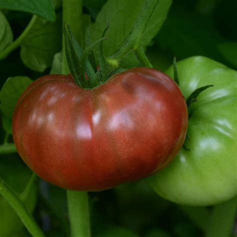 bonnie tomato plants|heirloom tomato plants near me.